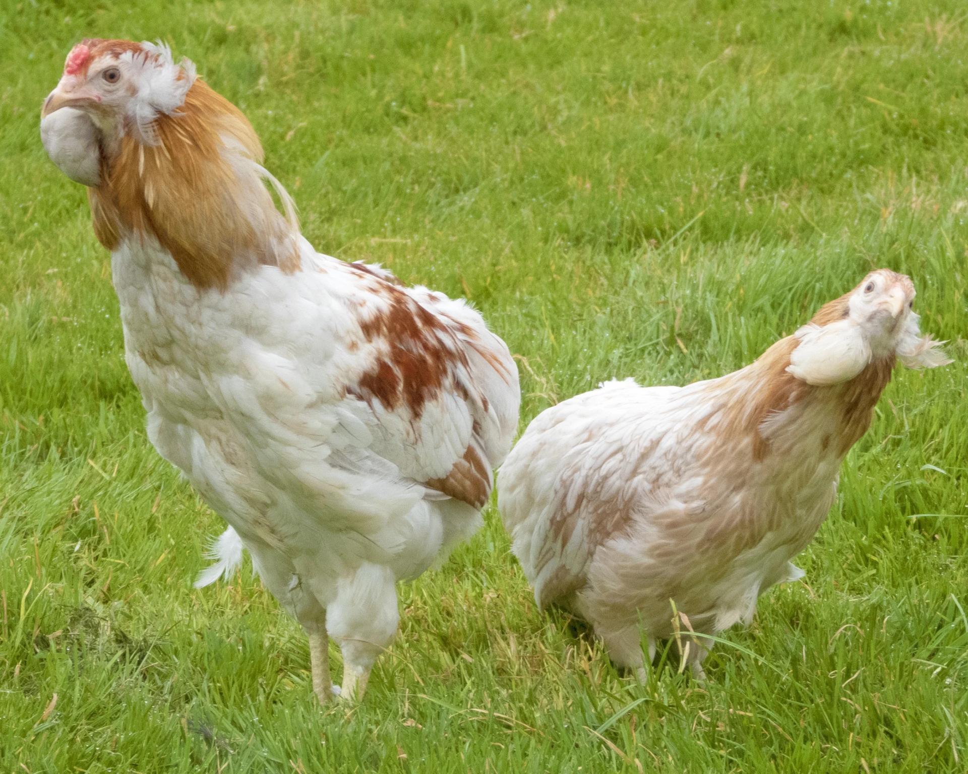 Araucana