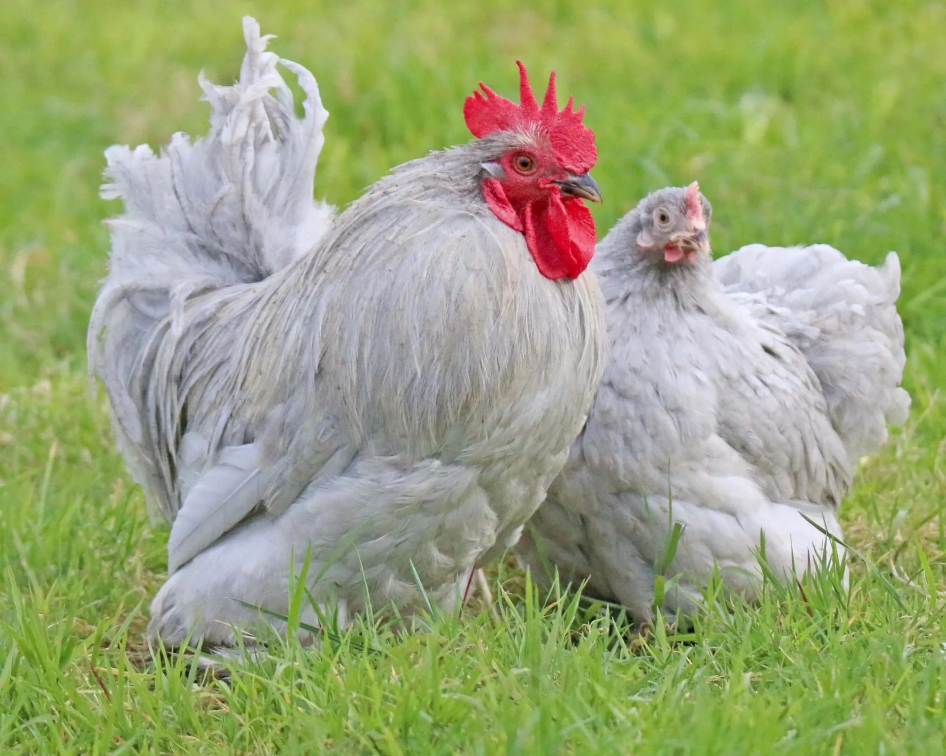 Bantam de pekin