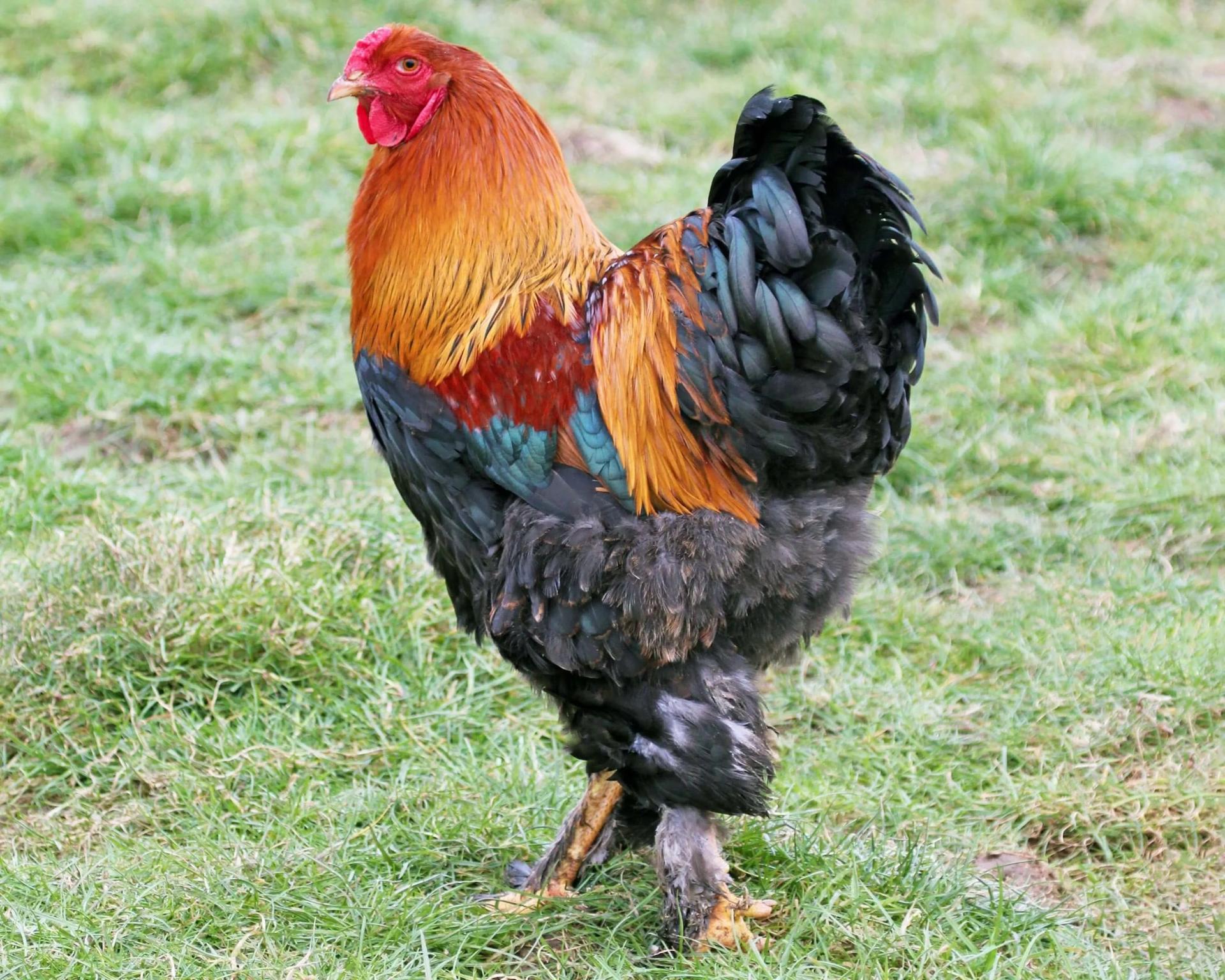 Brahma perdrix