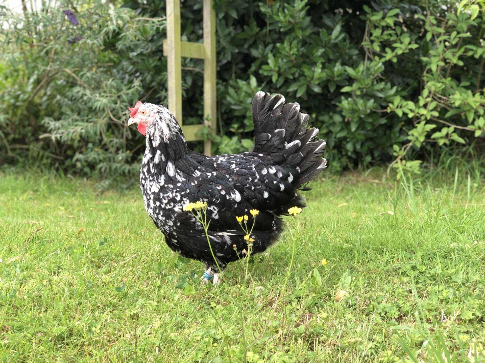 Poule gournay