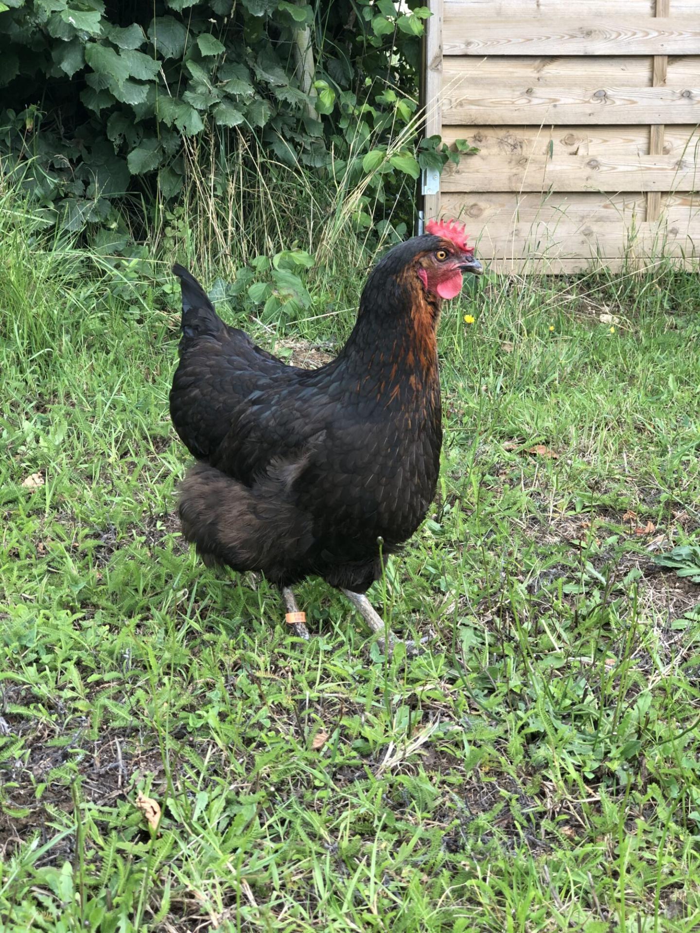 Poule noirans