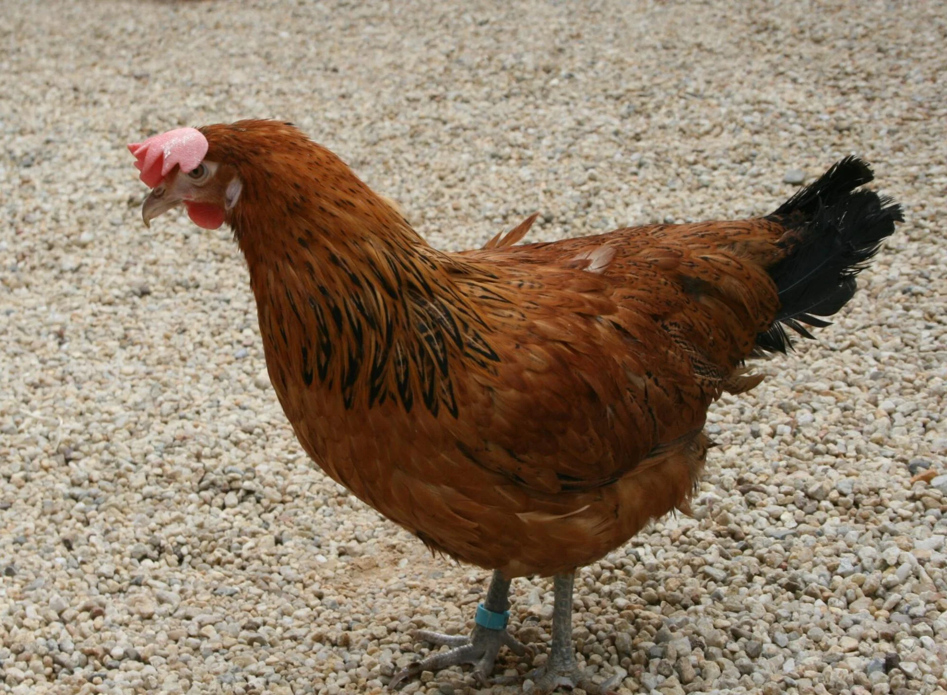Souconna